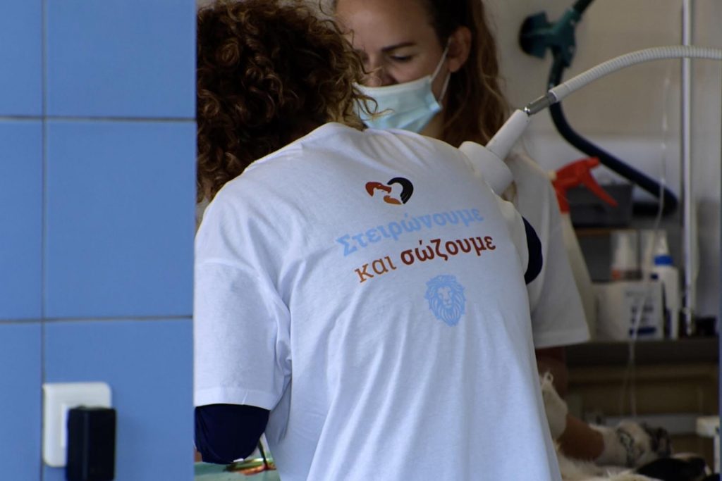 Στειρώνοντας ένα αδέσποτο ζώο θωρακίζουμε την υγεία του και αυξάνουμε το προσδόκιμο της ζωής του.