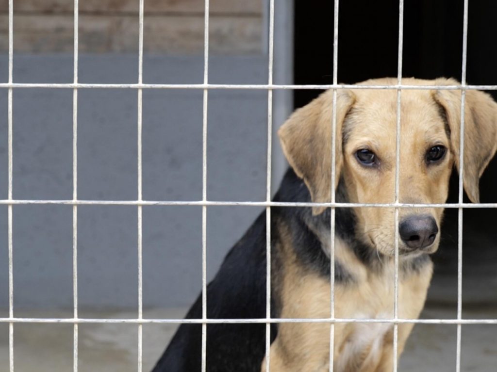 Η στείρωση των ζώων είναι μία επέμβαση που τους δίνει υγεία, ευζωία και τον σεβασμό που αξίζουν.